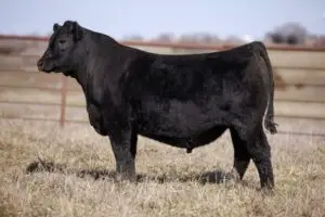 396-720x480