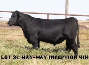 41H_lot-_1000-1000x738