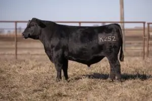 K252-720x480