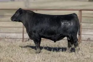 K253-720x480