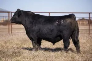 k204-720x480