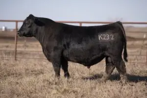 k232-720x480